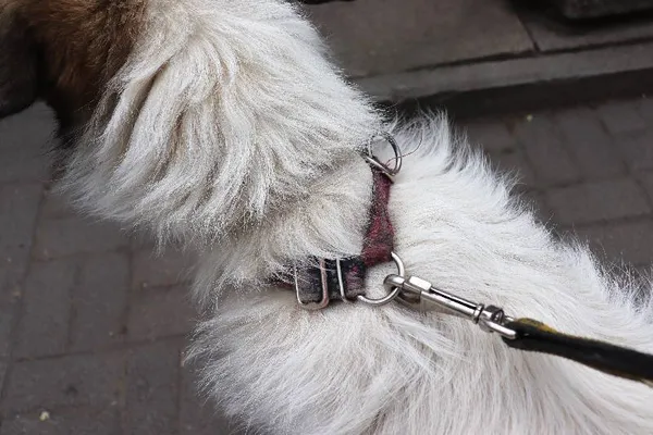 Znaleziono psa, Łódź, 10 maja 2024 (3/4)