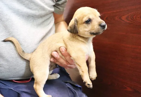 Znaleziono psa, Łódź, 10 maja 2024 (1/5)