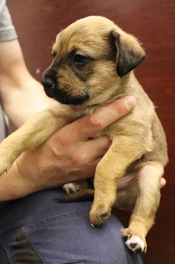 Znaleziono psa, Łódź, 10 maja 2024 (1/5)