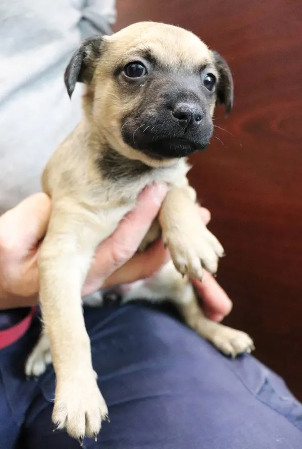 Znaleziono psa, Łódź, 10 maja 2024 (1/5)