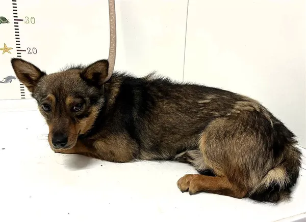 Pies do adopcji, Bytom, 10 maja 2024 (1/2)