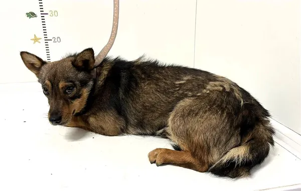 Pies do adopcji, Bytom, 10 maja 2024 (2/2)