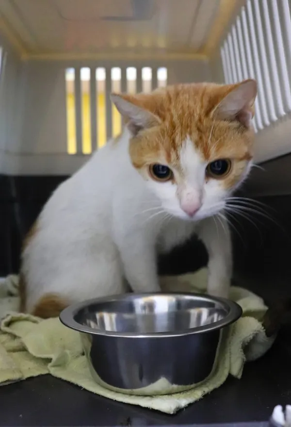 Znaleziono kota, Łódź, 9 maja 2024 (2/3)