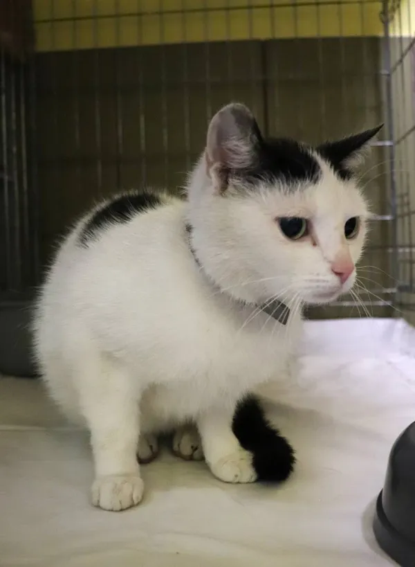 Znaleziono kota, Łódź, 9 maja 2024 (2/3)