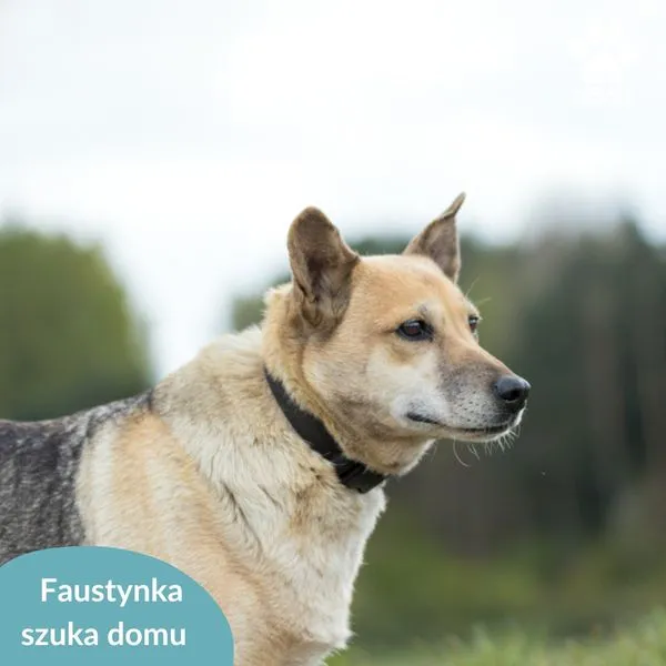 Pies do adopcji, Dąbrówka, 10 maja 2024 (2/5)