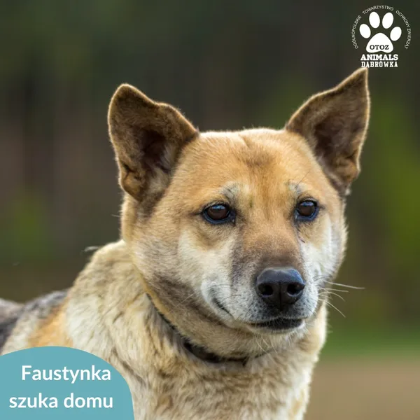 Pies do adopcji, Dąbrówka, 10 maja 2024 (5/5)