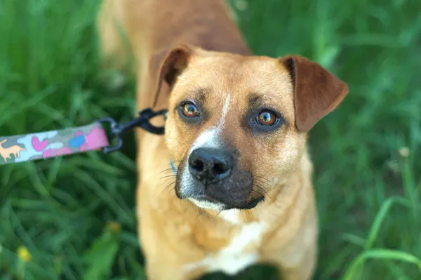 Pies do adopcji, Nowodwór, 10 maja 2024 (1/5)