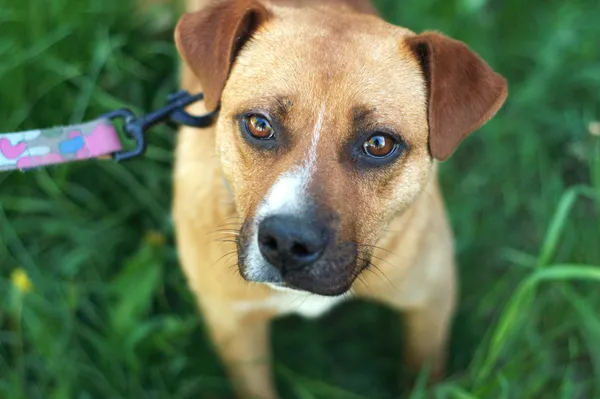 Pies do adopcji, Nowodwór, 10 maja 2024 (2/5)