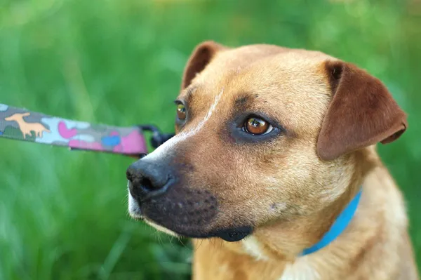 Pies do adopcji, Nowodwór, 10 maja 2024 (3/5)