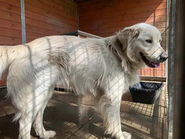 Pies do adopcji, Sosnowice, 9 maja 2024 (2/3)