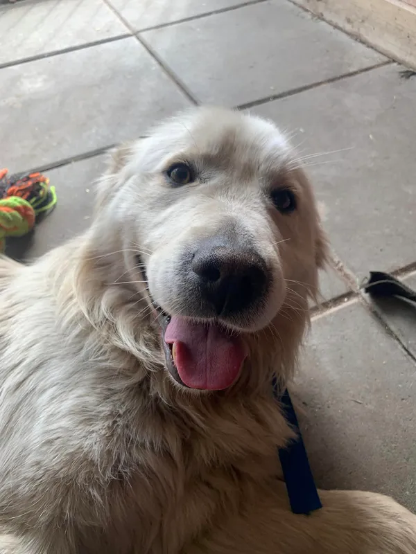 Pies do adopcji, Sosnowice, 9 maja 2024 (3/3)