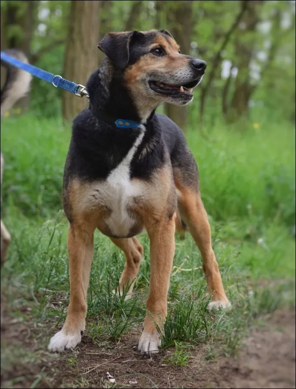 Znaleziono psa, Grudziądz, 2 lutego 2021