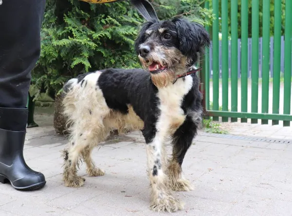 Znaleziono psa, Łódź, 20 września 2025 (1/5)