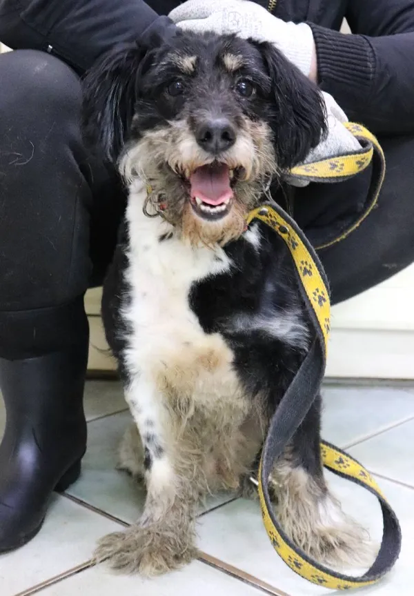 Znaleziono psa, Łódź, 20 września 2025 (2/5)