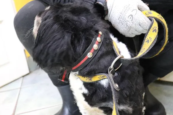 Znaleziono psa, Łódź, 20 września 2025 (3/5)