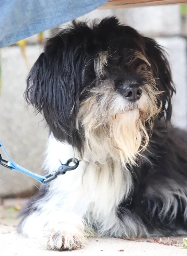 Znaleziono psa, Łódź, 20 września 2025 (5/5)