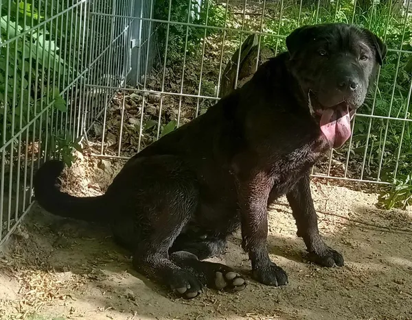 Znaleziono psa, Pieckowo, 10 maja 2024 (1/2)