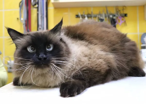 Znaleziono kota, Łódź, 10 maja 2024 (1/3)