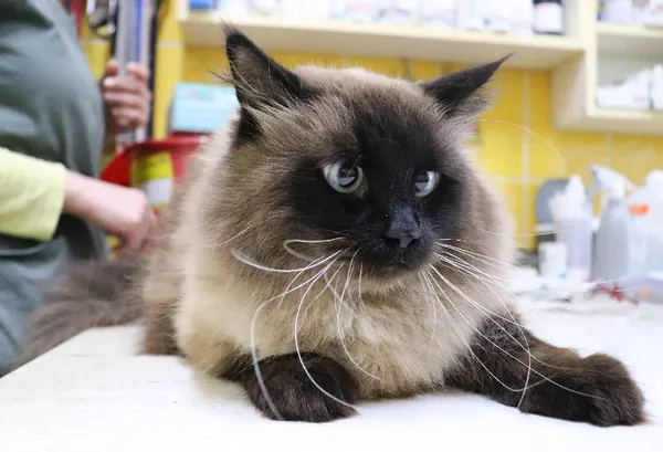 Znaleziono kota, Łódź, 10 maja 2024 (2/3)