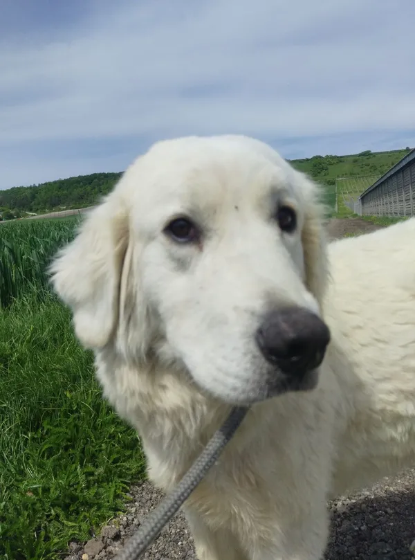 Znaleziono psa, Racławice, 6 maja 2024 (2/5)