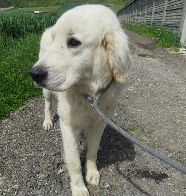 Znaleziono psa, Racławice, 6 maja 2024 (3/5)