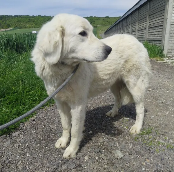 Znaleziono psa, Racławice, 6 maja 2024 (4/5)