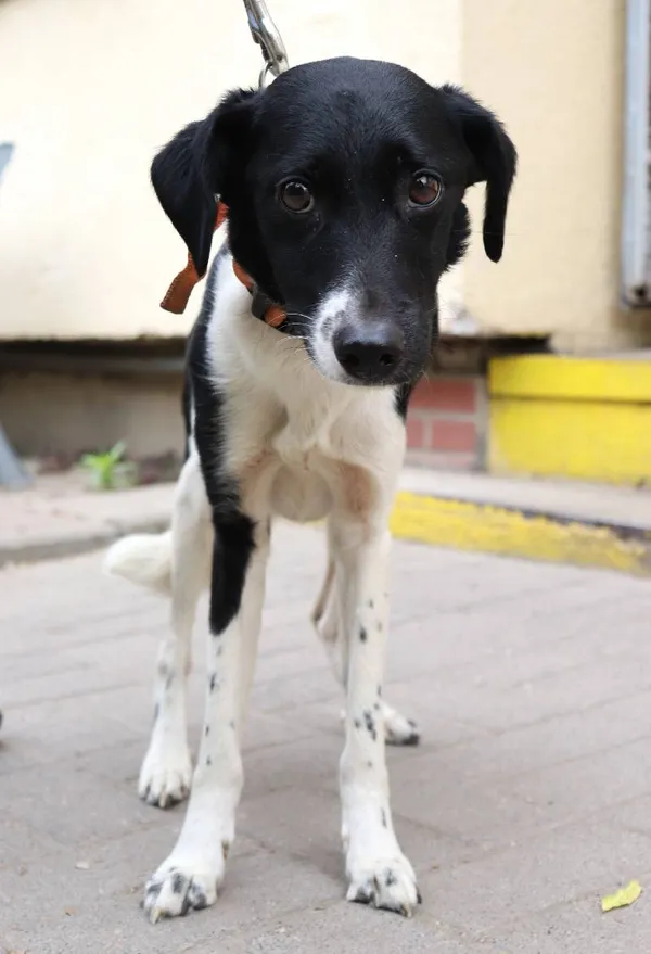 Znaleziono psa, Łódź, 11 maja 2024 (2/3)