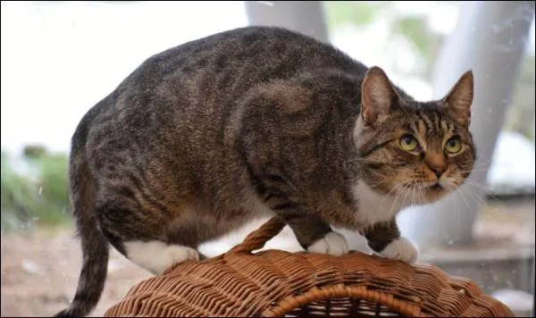 Znaleziono kota, Grudziądz, 19 października 2022