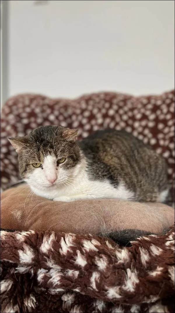 Znaleziono kota, Grudziądz, 29 września 2021