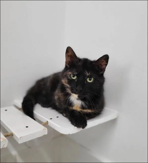 Znaleziono kota, Grudziądz, 29 marca 2024