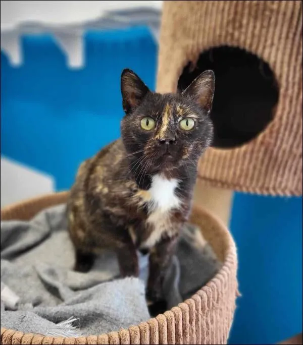 Znaleziono kota, Grudziądz, 12 kwietnia 2024