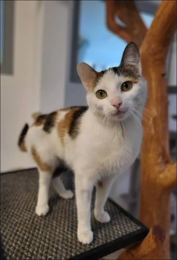 Znaleziono kota, Grudziądz, 17 kwietnia 2024