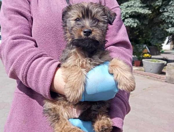 Znaleziono psa, Toruń, 9 maja 2024