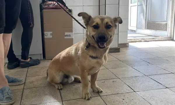 Znaleziono psa, Toruń, 5 maja 2024