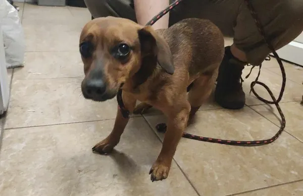 Znaleziono psa, Toruń, 3 maja 2024