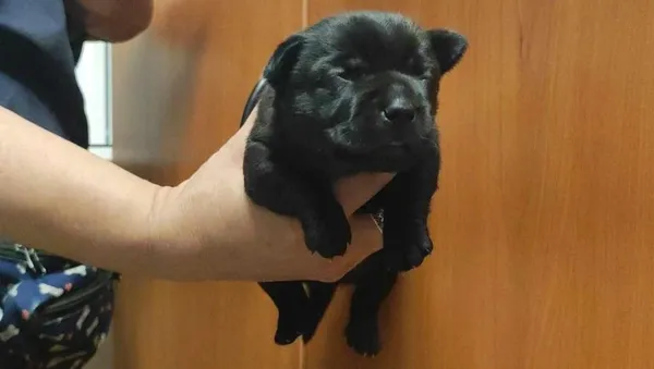 Znaleziono psa, Toruń, 3 maja 2024