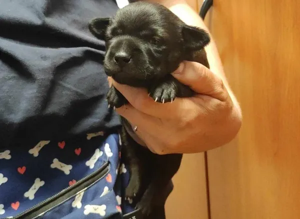 Znaleziono psa, Toruń, 3 maja 2024