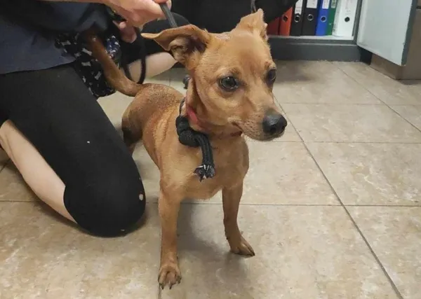 Znaleziono psa, Toruń, 3 maja 2024