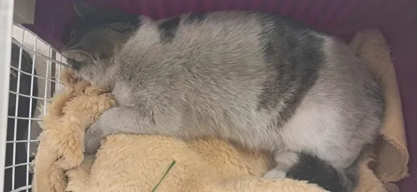 Znaleziono kota, Toruń, 3 maja 2024