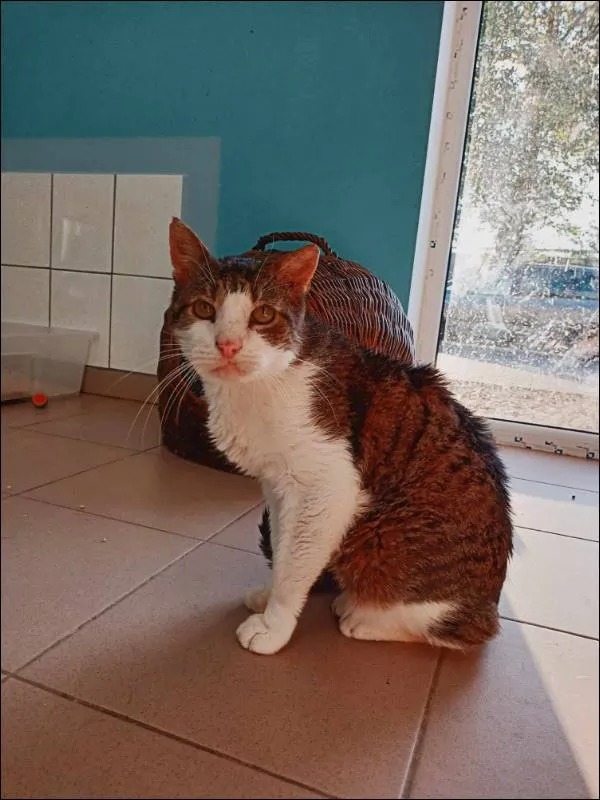 Znaleziono kota, Grudziądz, 29 września 2021