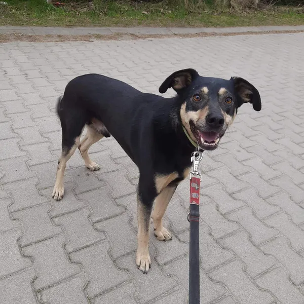 Oddam psa, Olsztyn, Osiedle Tadeusza Kościuszki, 13 maja 2024 (1/6)