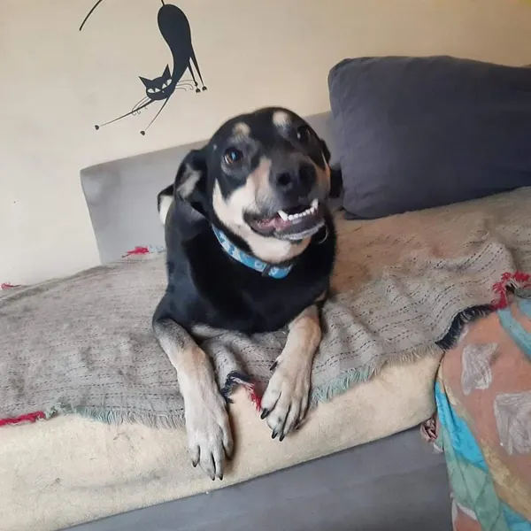 Oddam psa, Olsztyn, Osiedle Tadeusza Kościuszki, 13 maja 2024 (3/6)