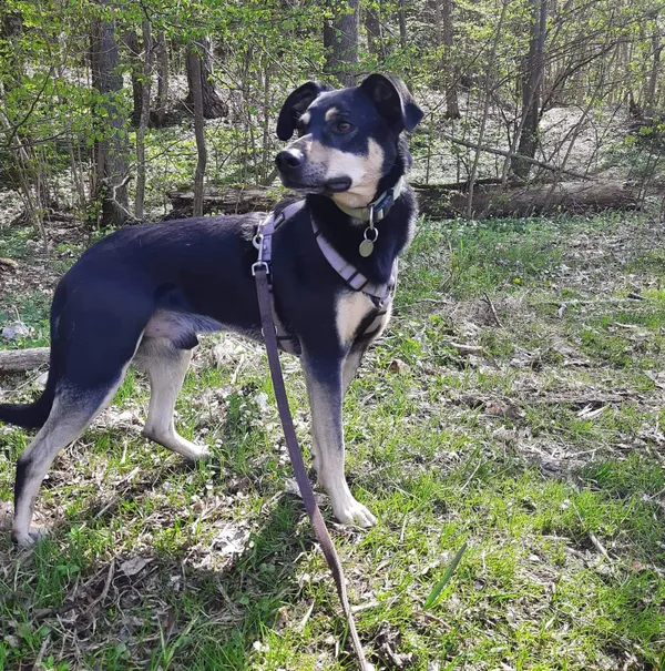 Oddam psa, Olsztyn, Osiedle Tadeusza Kościuszki, 13 maja 2024 (5/6)