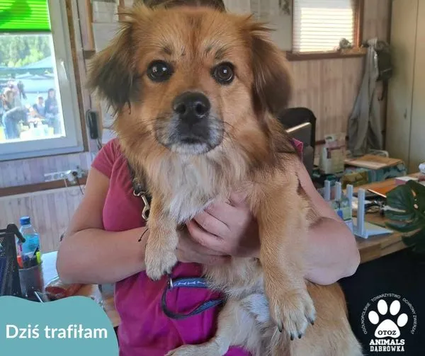 Znaleziono psa, Dąbrówka, 12 maja 2024 (1/2)