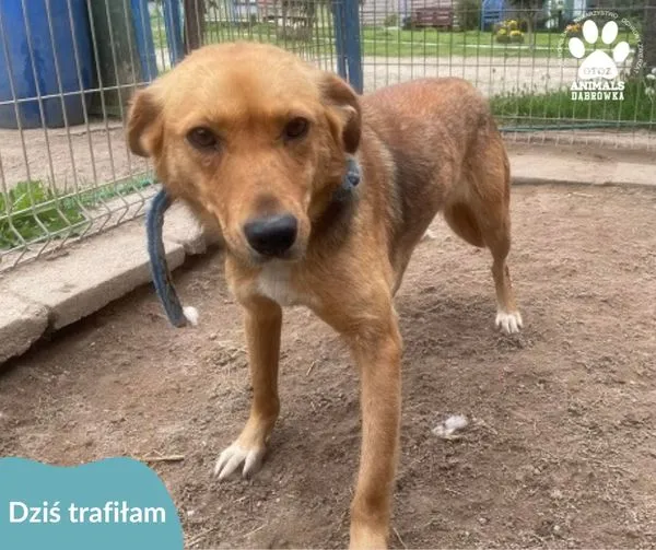 Znaleziono psa, Dąbrówka, 10 maja 2024 (1/2)
