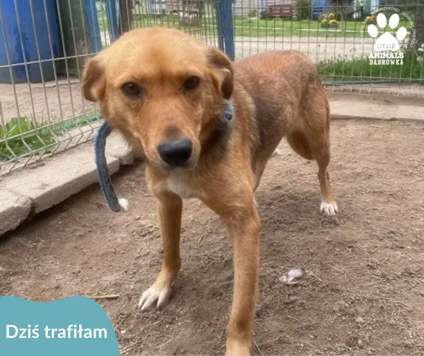 Znaleziono psa, Dąbrówka, 10 maja 2024 (2/2)