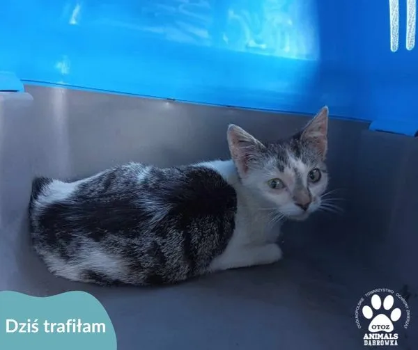 Znaleziono kota, Dąbrówka, 13 maja 2024 (1/2)