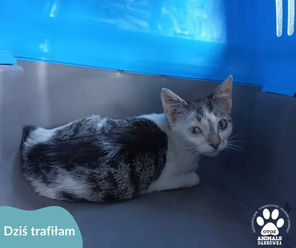 Znaleziono kota, Dąbrówka, 13 maja 2024 (2/2)