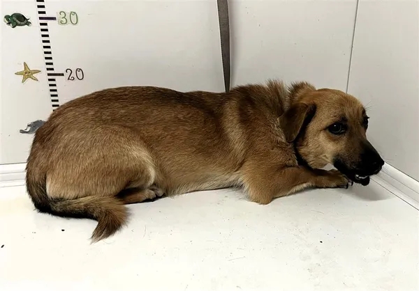 Pies do adopcji, Bytom, 13 maja 2024 (1/5)