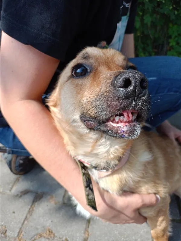 Pies do adopcji, Bytom, 13 maja 2024 (2/5)